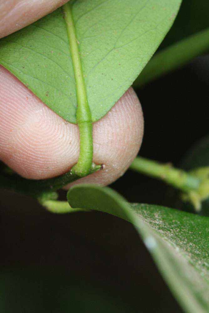              Petiole (Riverside, CA)       